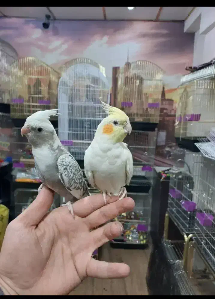 هایپر پرندگان|پرنده|بیجار, |دیوار