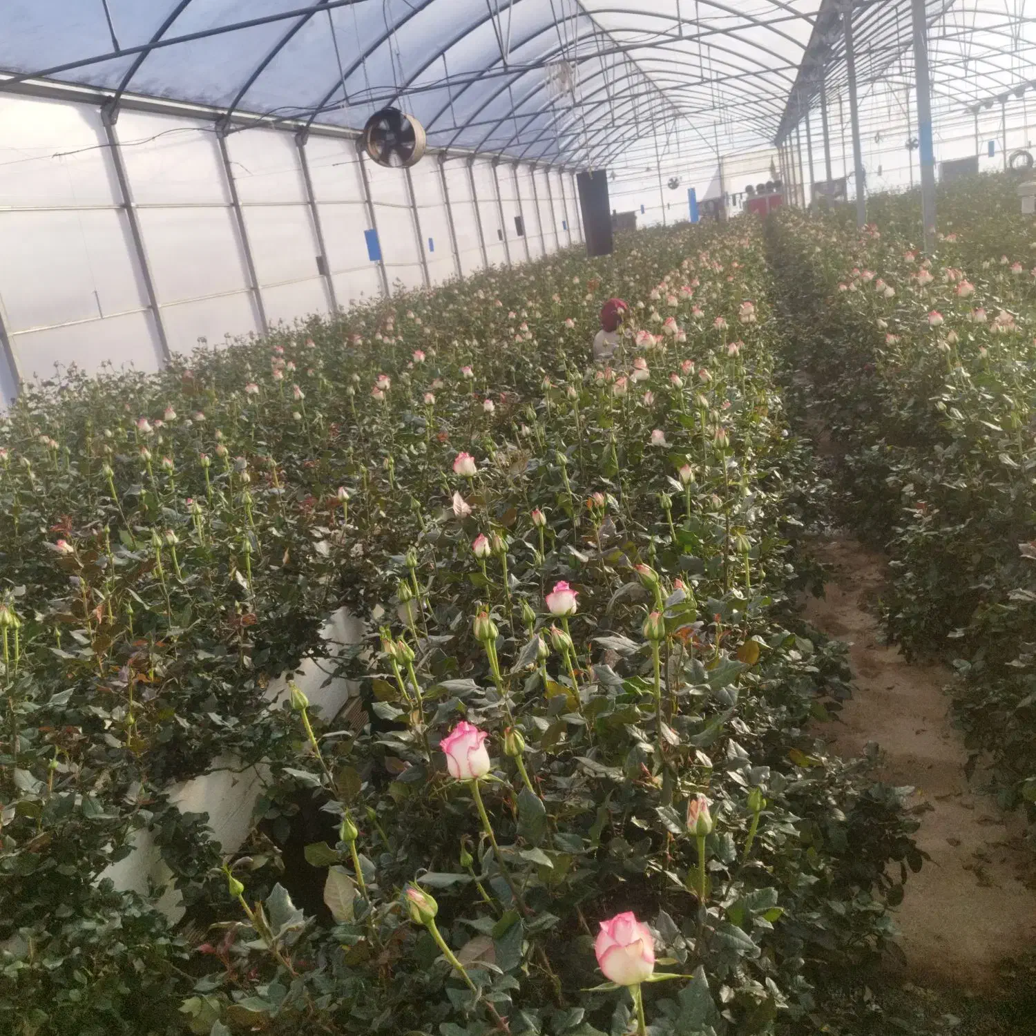 گلخانه اجاره ای|اجارهٔ دفتر صنعتی، کشاورزی، تجاری|خرم‌آباد, |دیوار