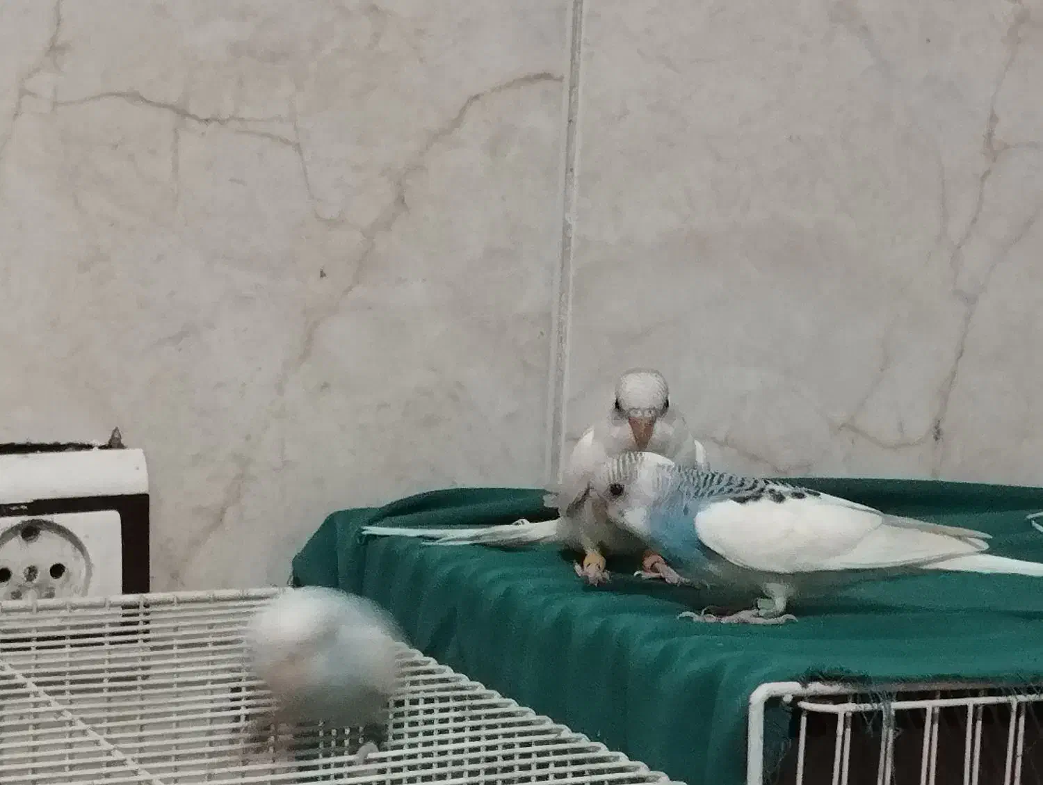 مرغ عشق نر هر سه تا نر|پرنده|رضویه, |دیوار