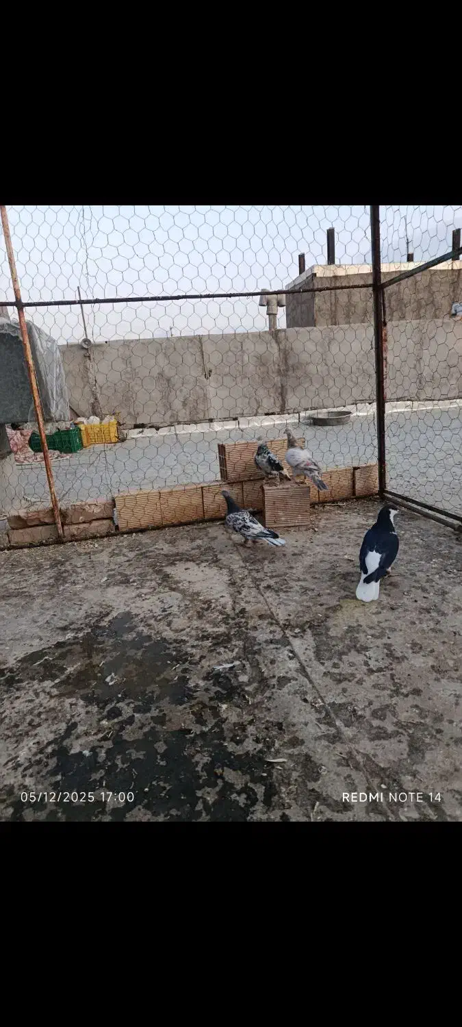 کفتر هفرنگ خطی|پرنده|شال, |دیوار