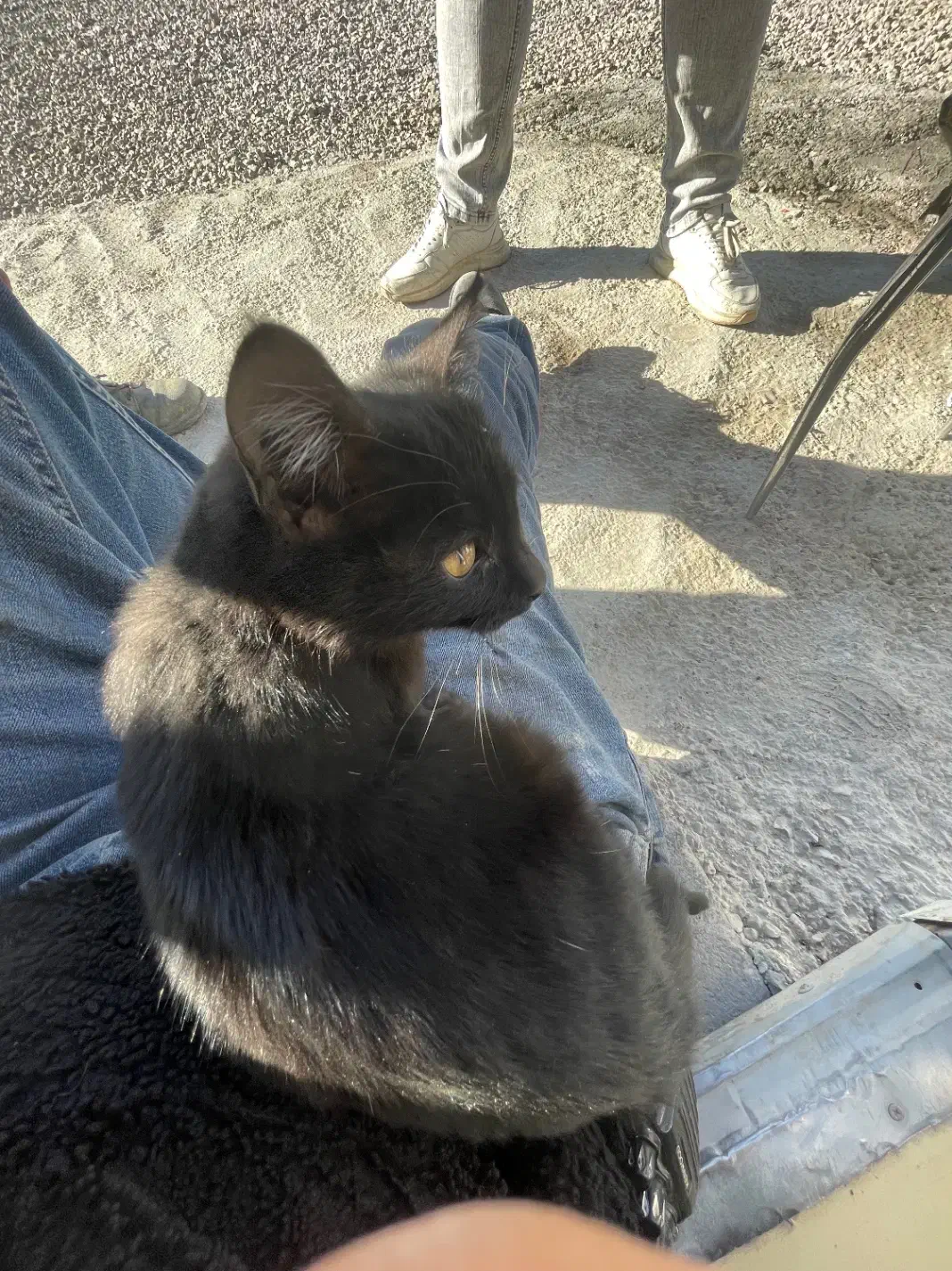 گربه سیاه|گربه|اردبیل, |دیوار