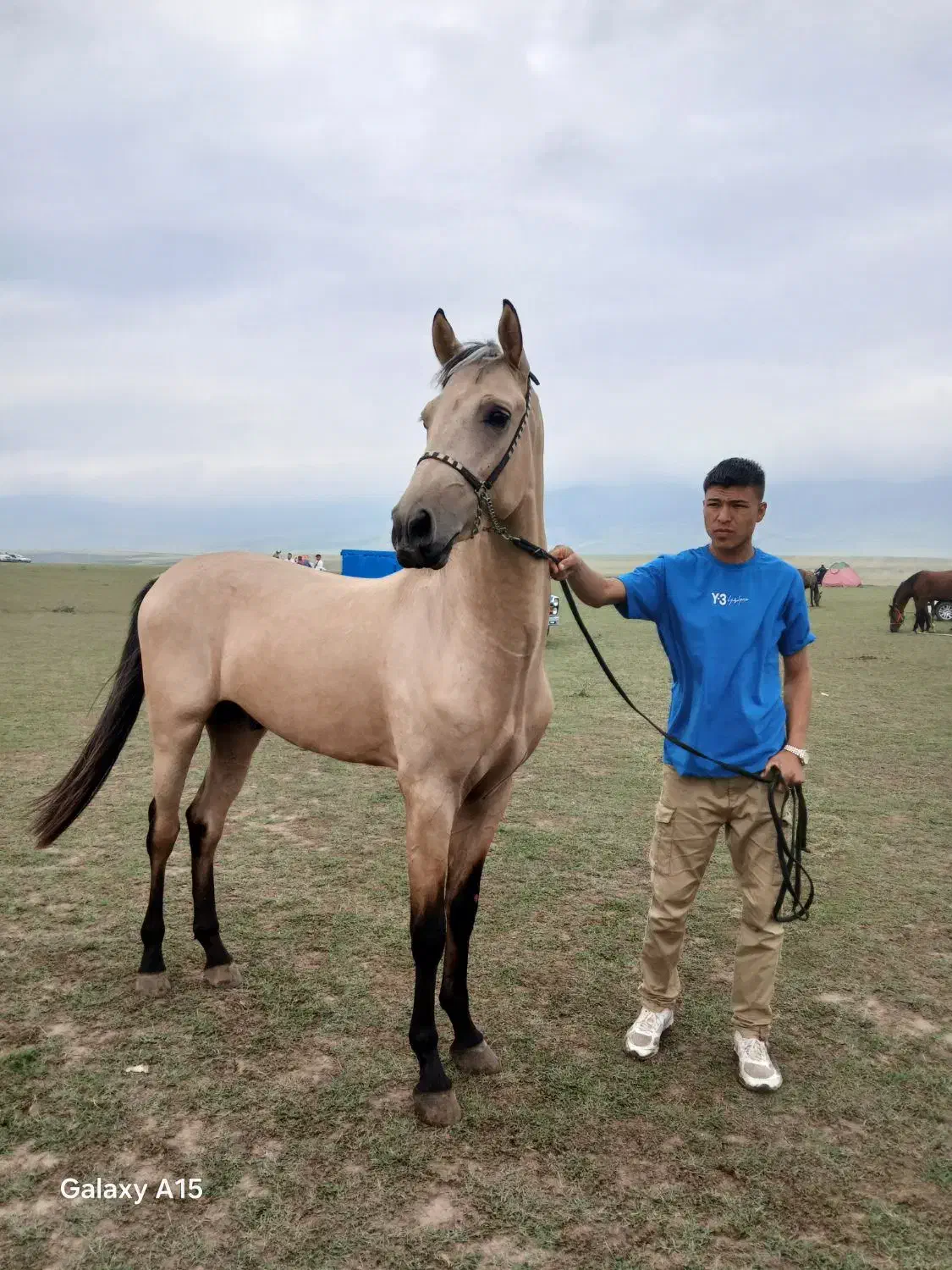 اسب ترکمن نریان|اسب و تجهیزات اسبسواری|آشخانه, |دیوار