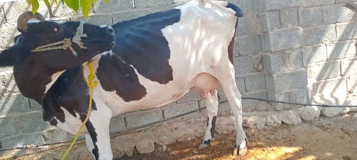 گاو و گوساله|حیوانات مزرعه|اسیر, |دیوار