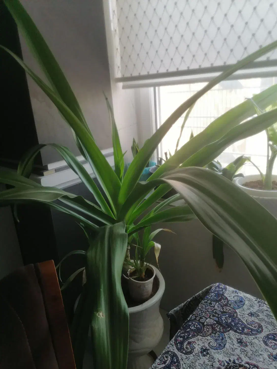 گل های طبیعی|گل و گیاه طبیعی|بندر کنگان, |دیوار