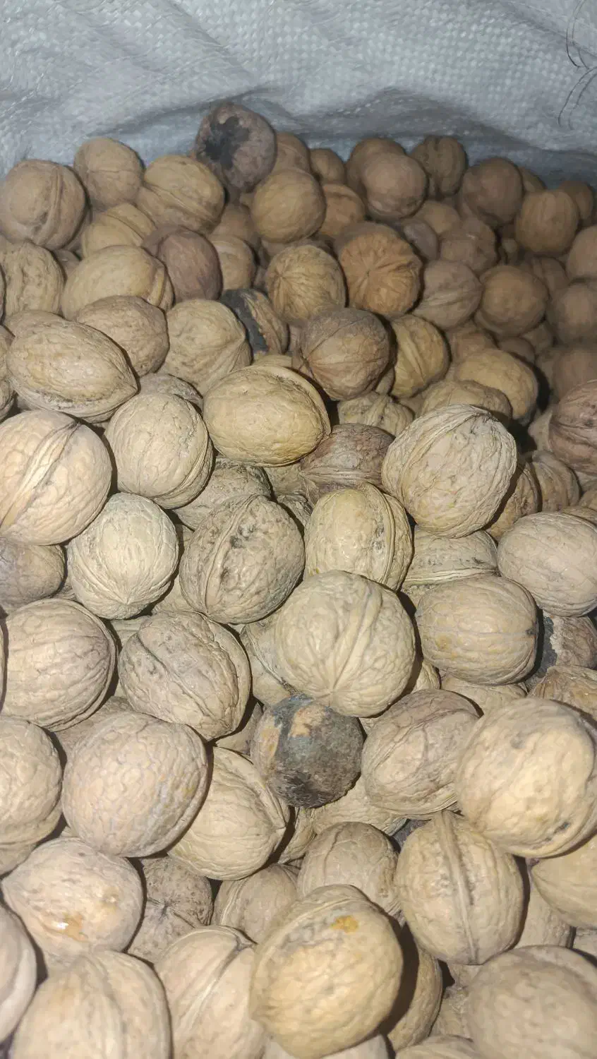 گردو عمده|خوردنی و آشامیدنی|تهران, ترمینال غرب|دیوار