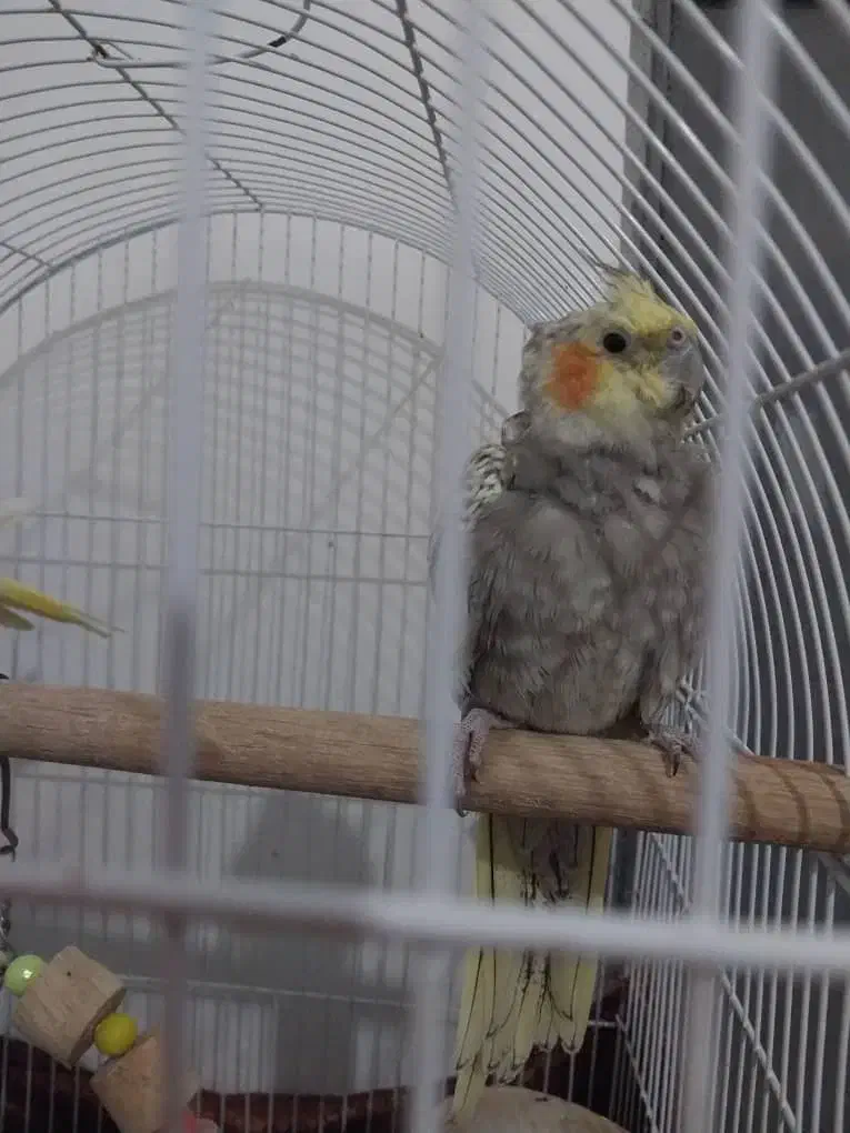 عروس نر و ماده|پرنده|لنگرود, |دیوار