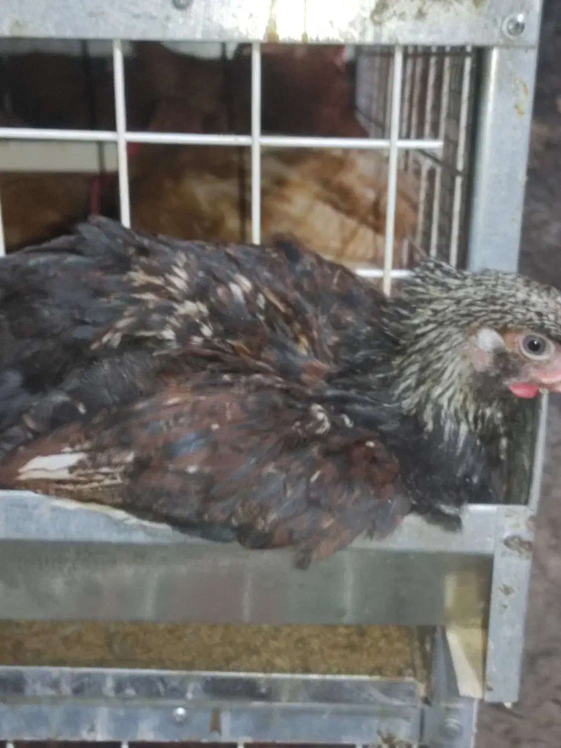 نمیچه مرغ و خروس سانپارس|حیوانات مزرعه|رشت, حومه رشت|دیوار