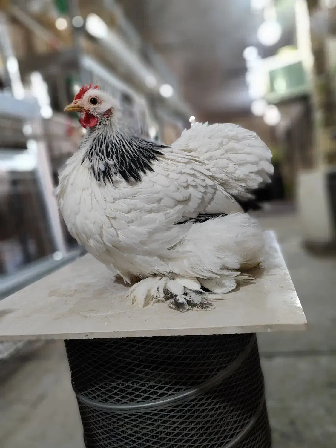 کوشین جاپنیز|حیوانات مزرعه|اصفهان, سروستان|دیوار