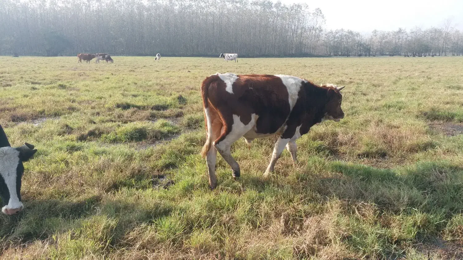 گوساله نر سیمنتال|حیوانات مزرعه|ضیابر, |دیوار