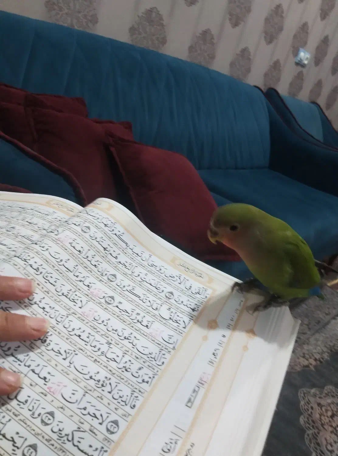 طوطی برزیلی|پرنده|دزفول, |دیوار