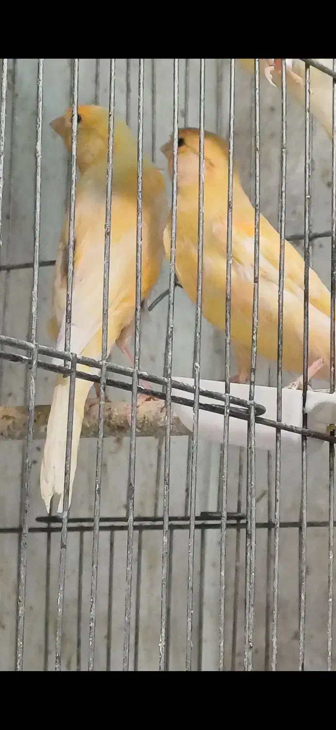 قناری نر سوپری|پرنده|تهران, چیتگر شمالی|دیوار