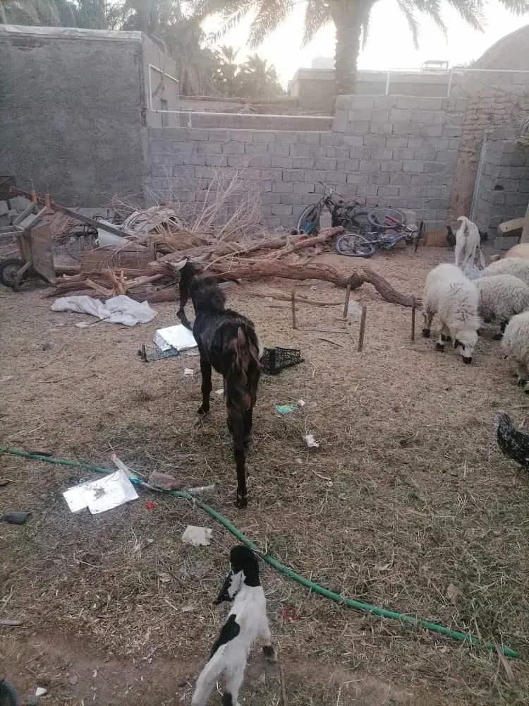 یک عدد نری پلنگی گوشبلند|حیوانات مزرعه|بم, |دیوار