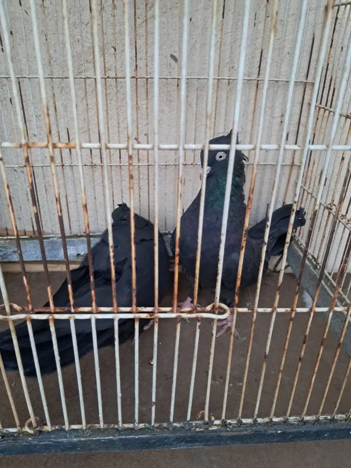 کبوتر|پرنده|شیراز, سایت اداری|دیوار