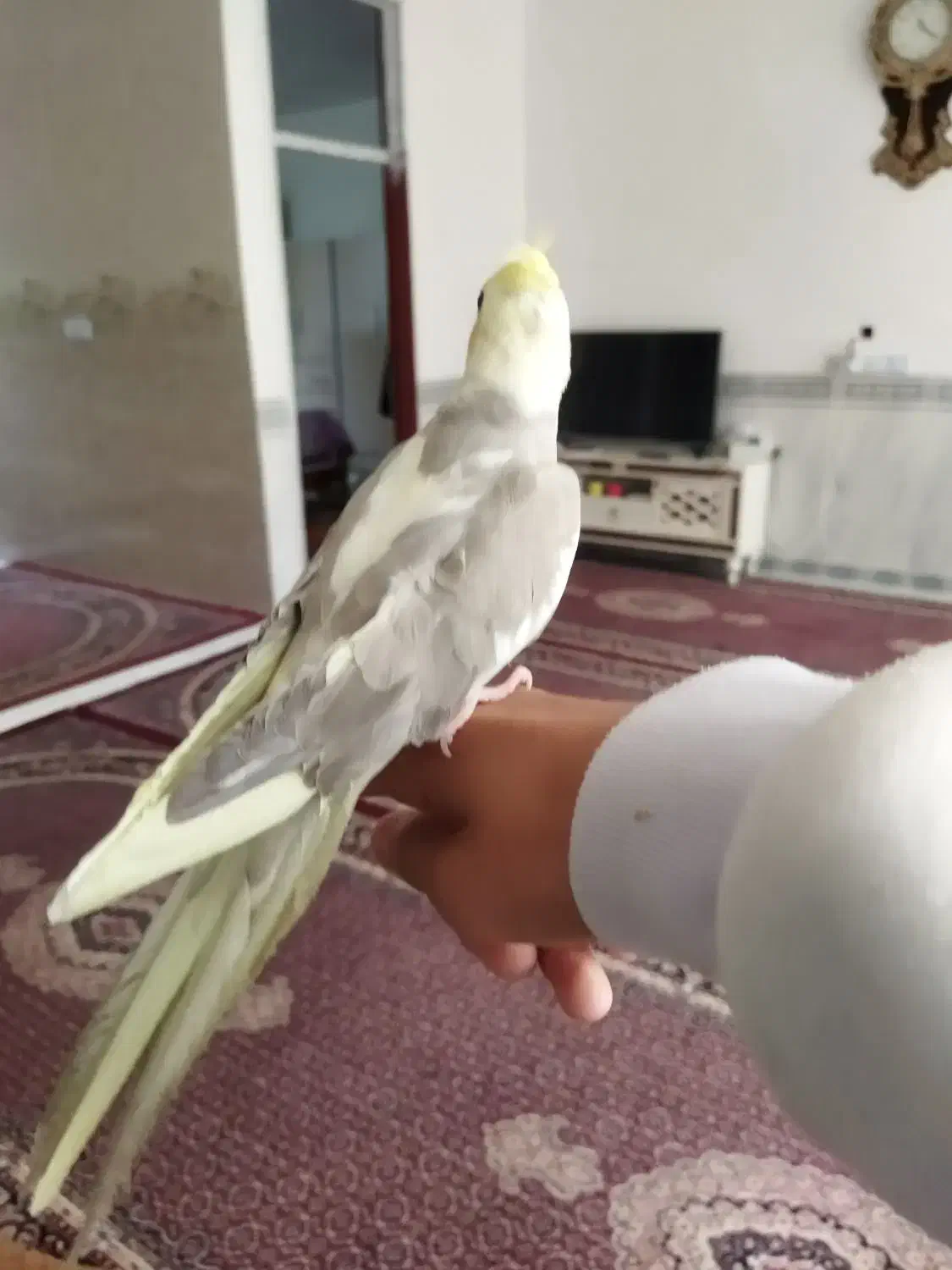 عروس هلندی|پرنده|جوانرود, |دیوار