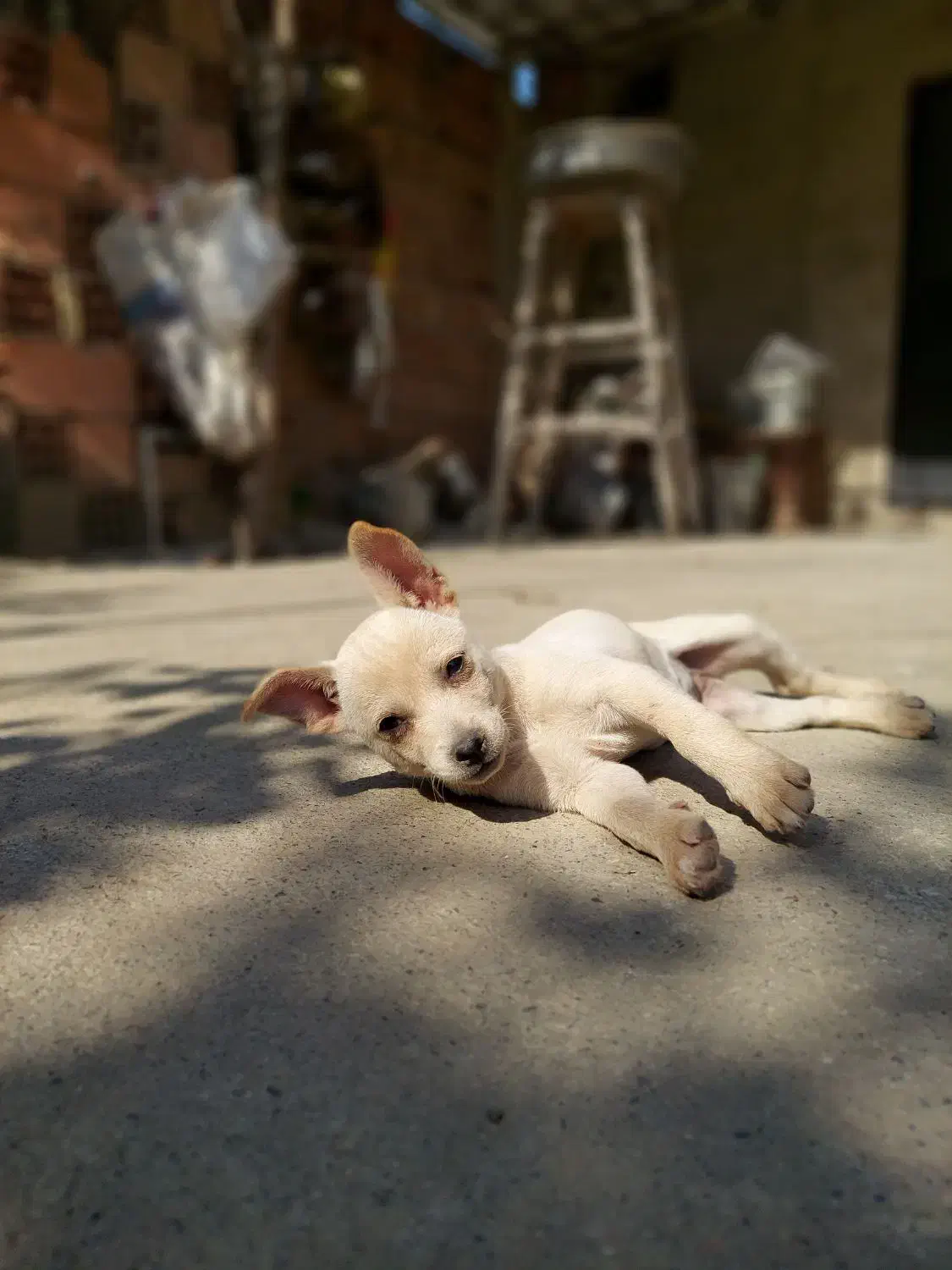 توله سگ شیواوا+اشپیتز|سگ|رستمکلا, |دیوار