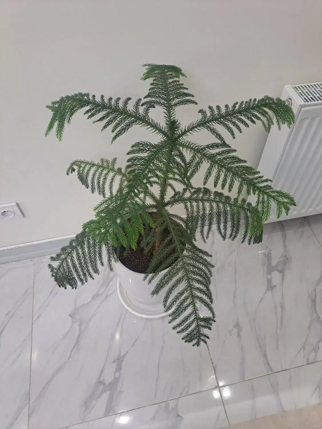 کاج مطبخ|گل و گیاه طبیعی|محمدشهر, محمدشهر|دیوار