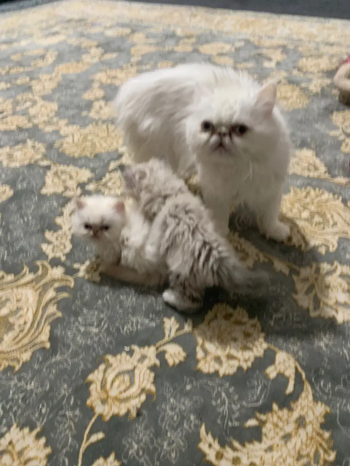 گربه|گربه|جوانرود, |دیوار