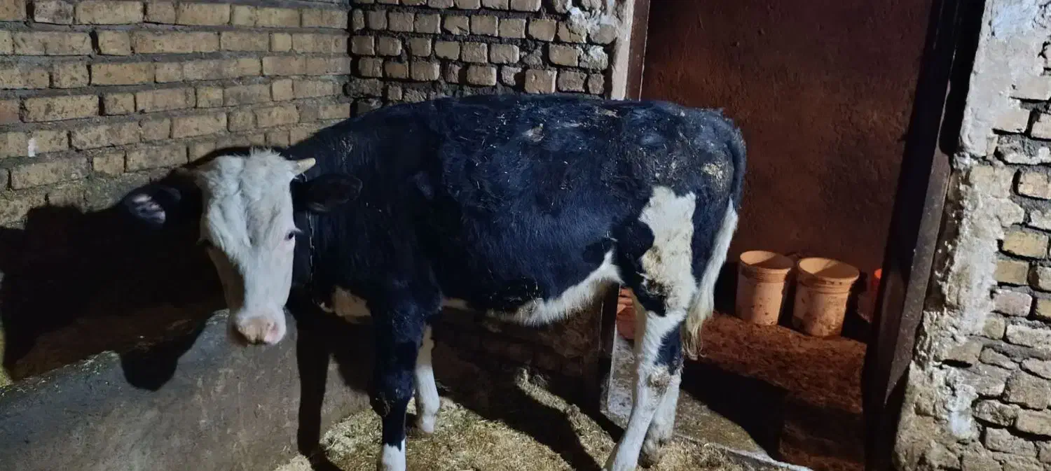 گوساله ماده|حیوانات مزرعه|دهگلان, |دیوار