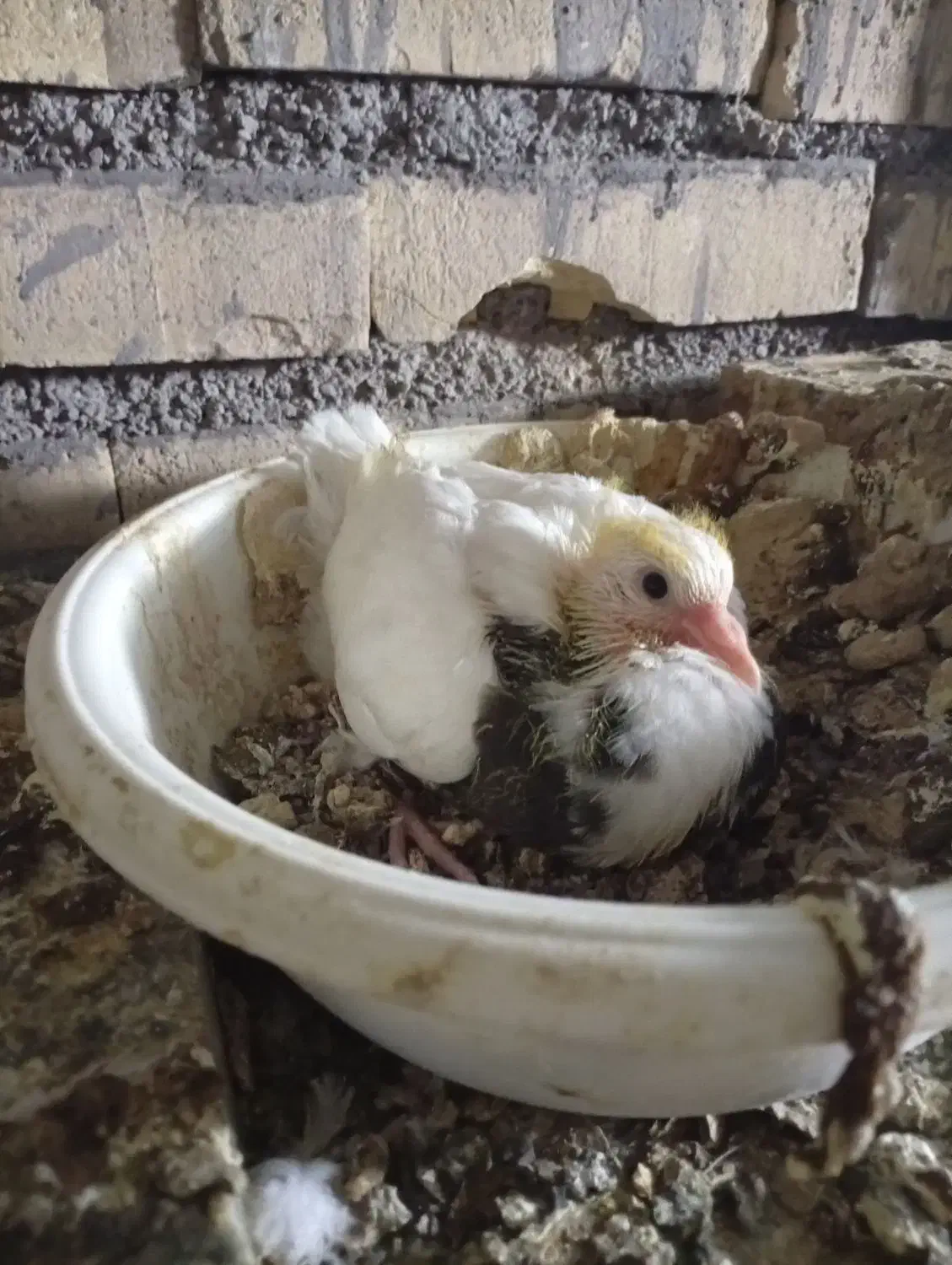 کفتر طوقی|پرنده|زاویه, |دیوار