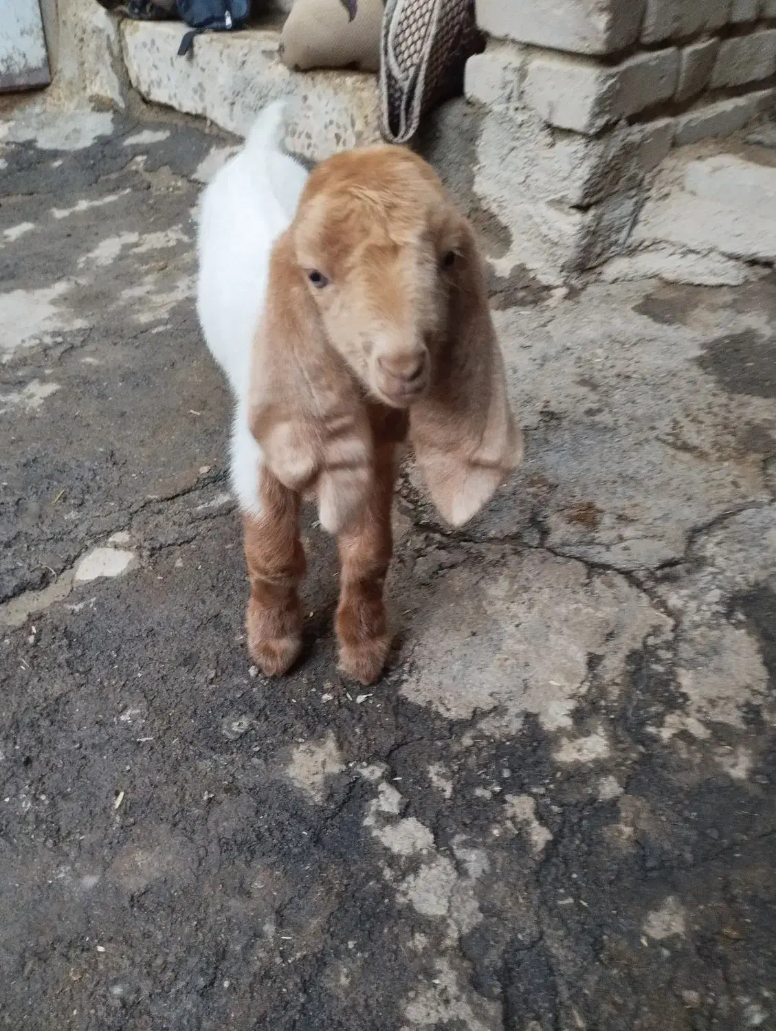 بزغاله نر نژدی|حیوانات مزرعه|بروجرد, |دیوار