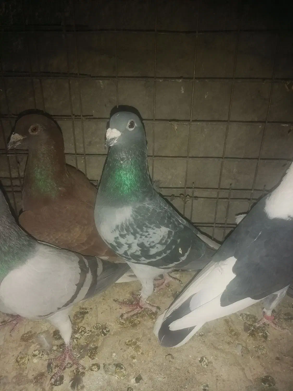 کفتر یا کبوتر|پرنده|یزد, |دیوار