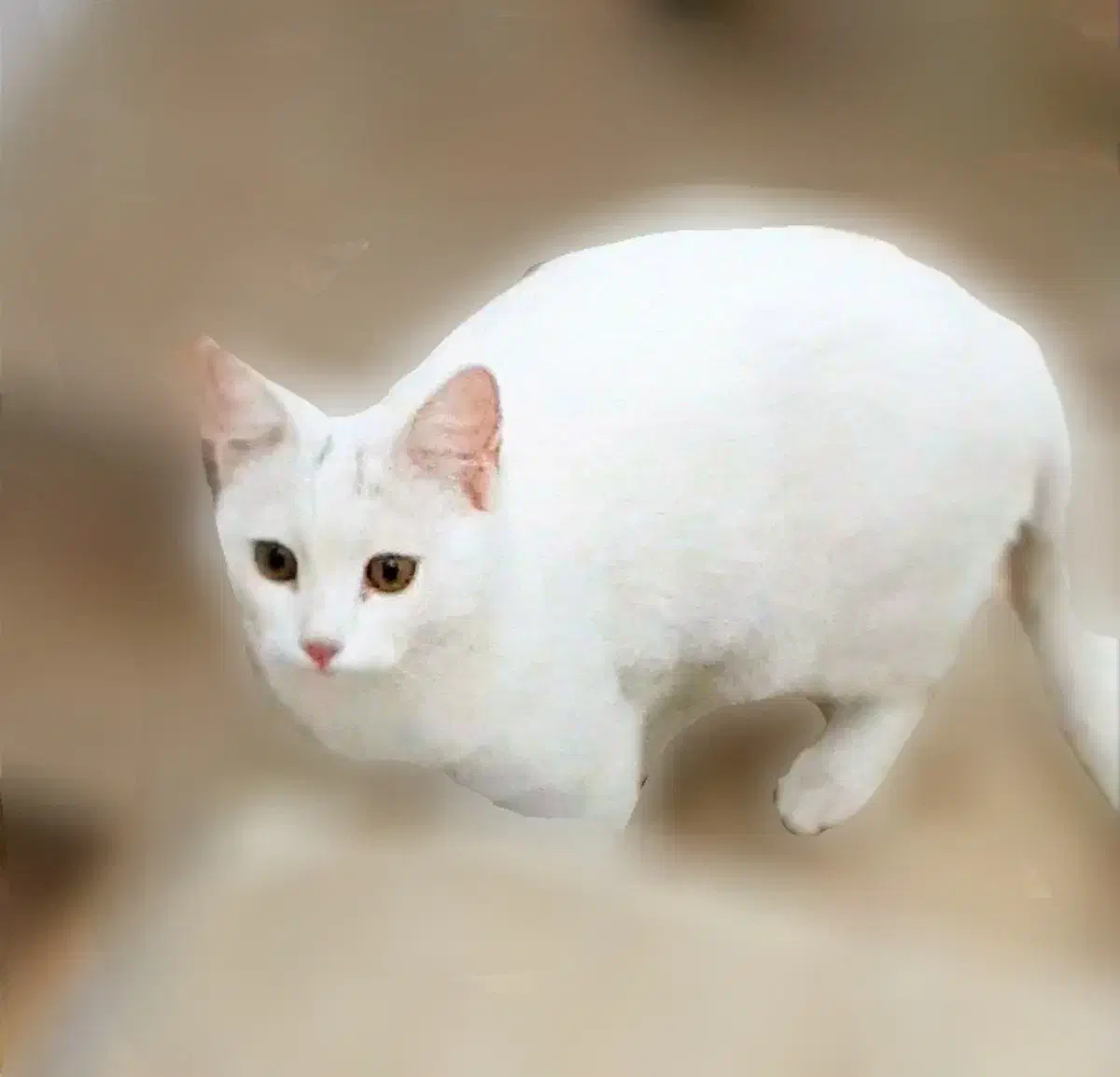 واگذاری رایگان گربه خانگی .|گربه|رفسنجان, |دیوار