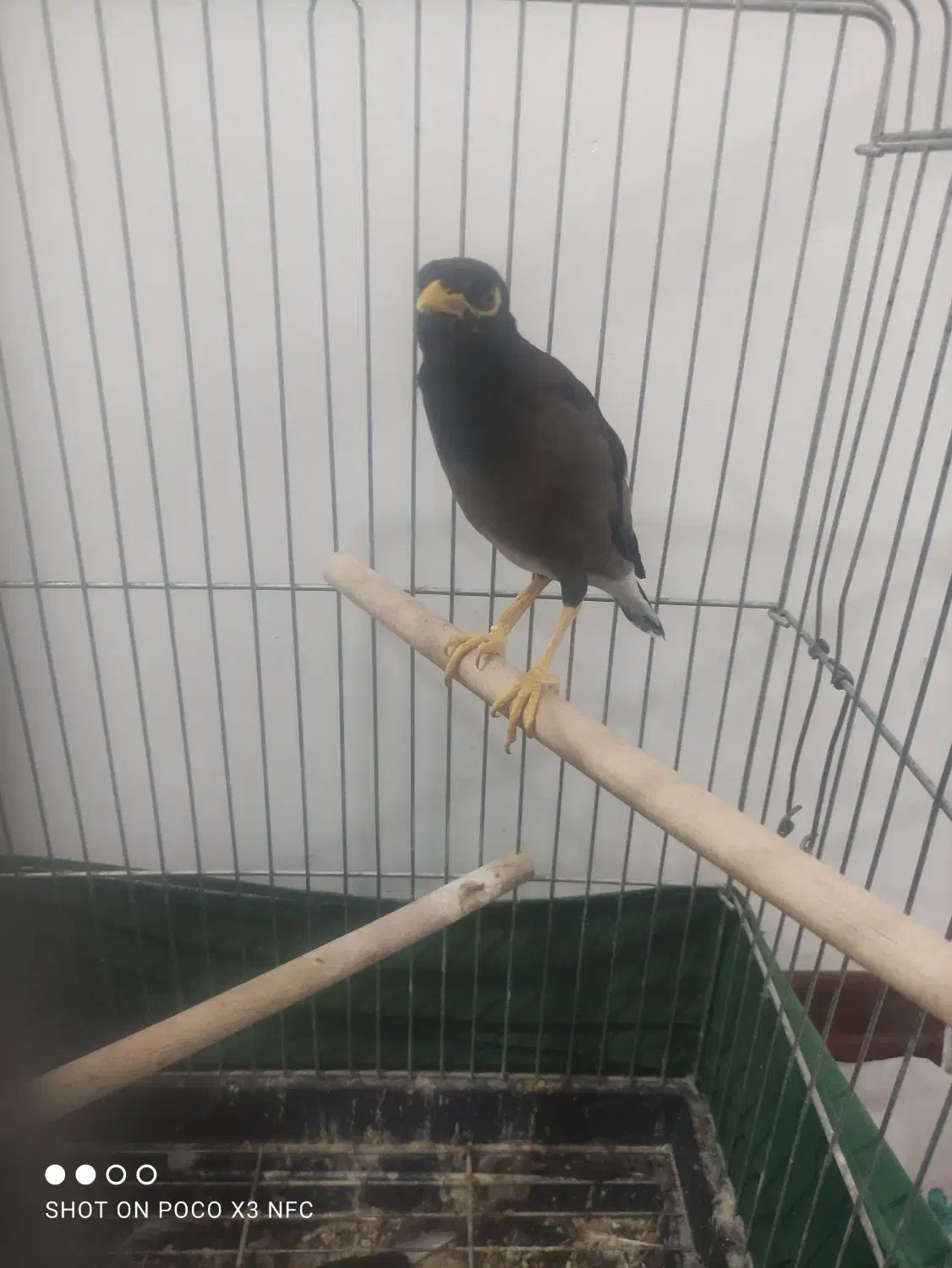 مینا ،عروس هلندی|پرنده|قرچک, زیبا شهر|دیوار