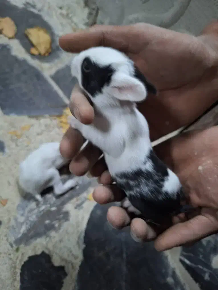 بچه خرگوش|موش و خرگوش|فلاورجان, |دیوار