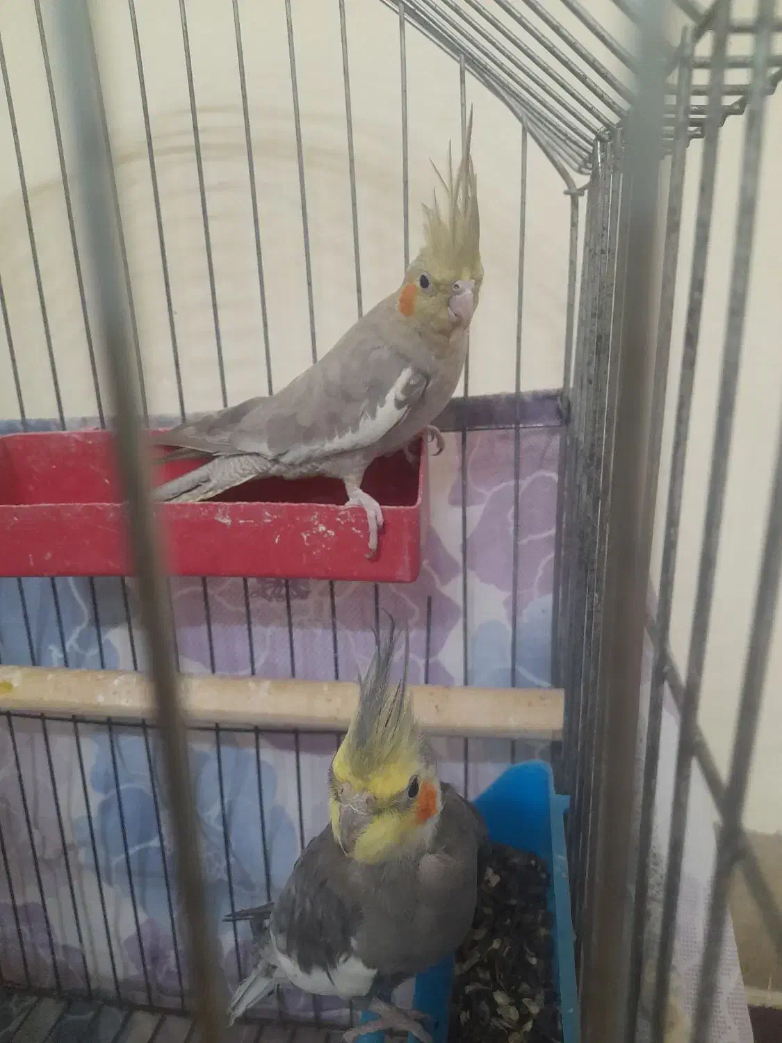 عروس|پرنده|دامغان, |دیوار