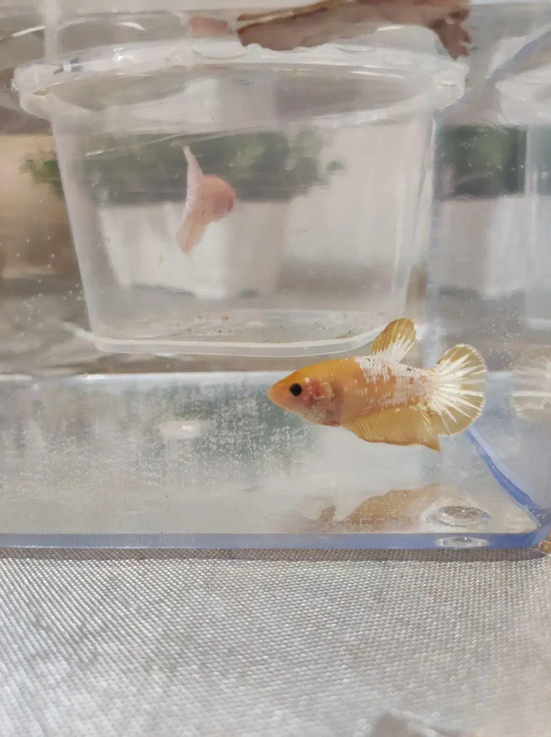 فایتر پلاکت ماده|ماهی|تهران, افسریه شمالی|دیوار