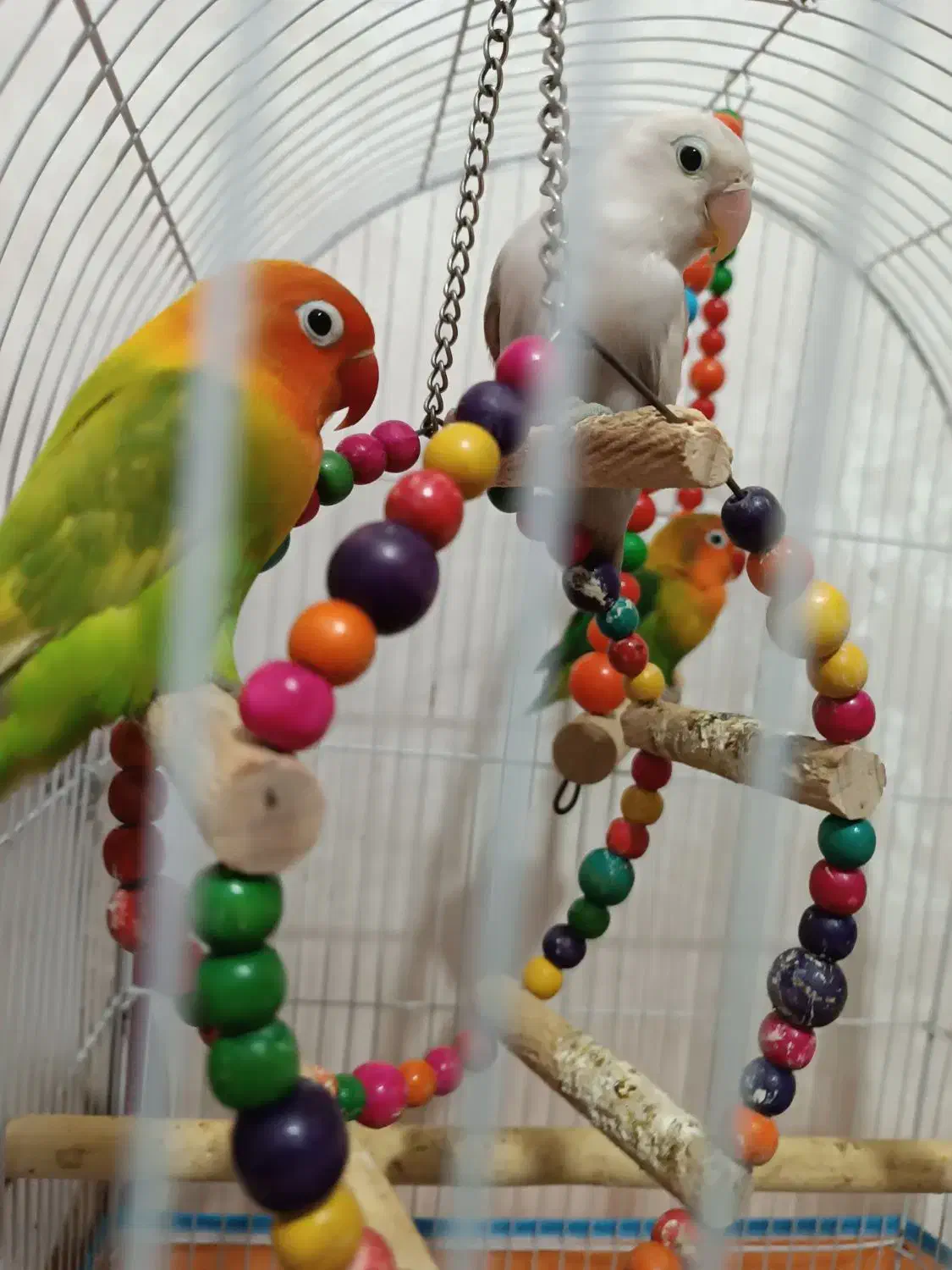 طوطی برزیلی|پرنده|برازجان, |دیوار