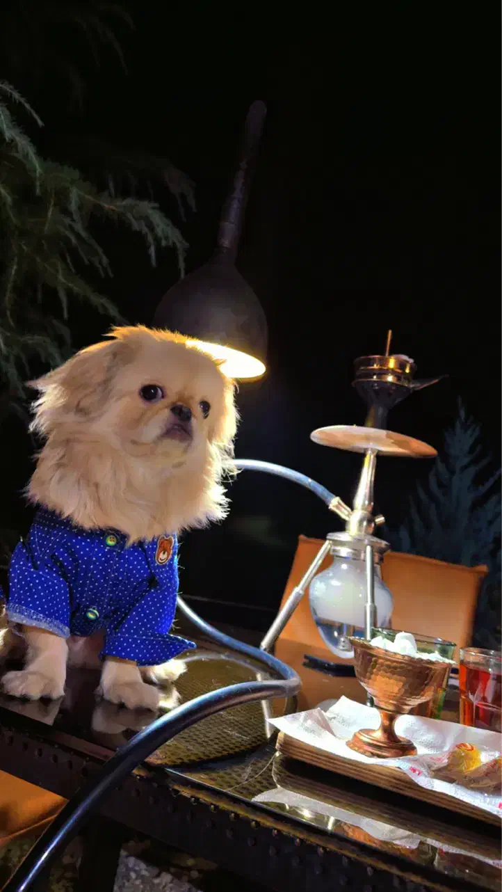 سگ نژاد پیکینز|سگ|سنندج, |دیوار