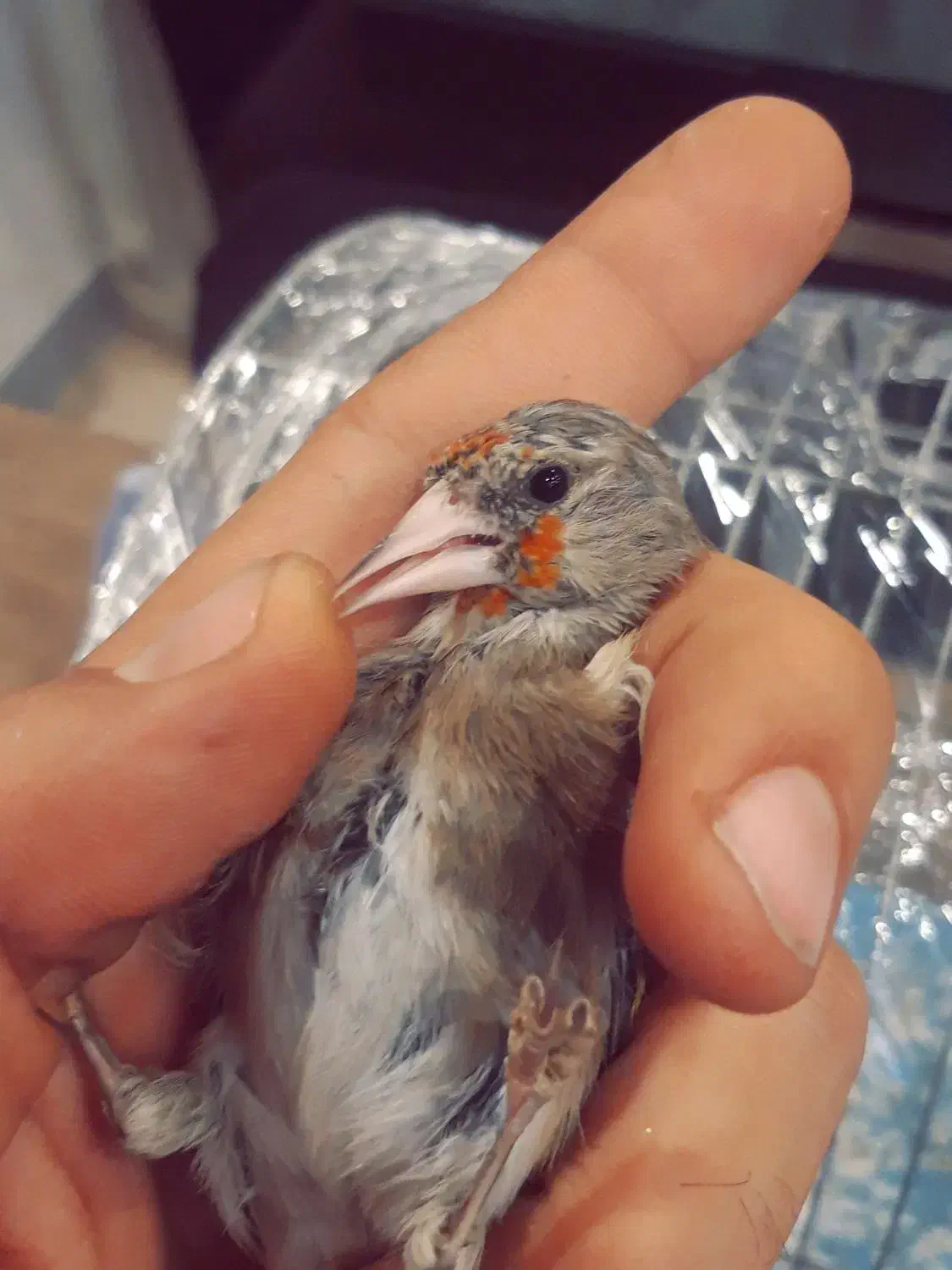 سهره|پرنده|فردیس, سرحدی|دیوار