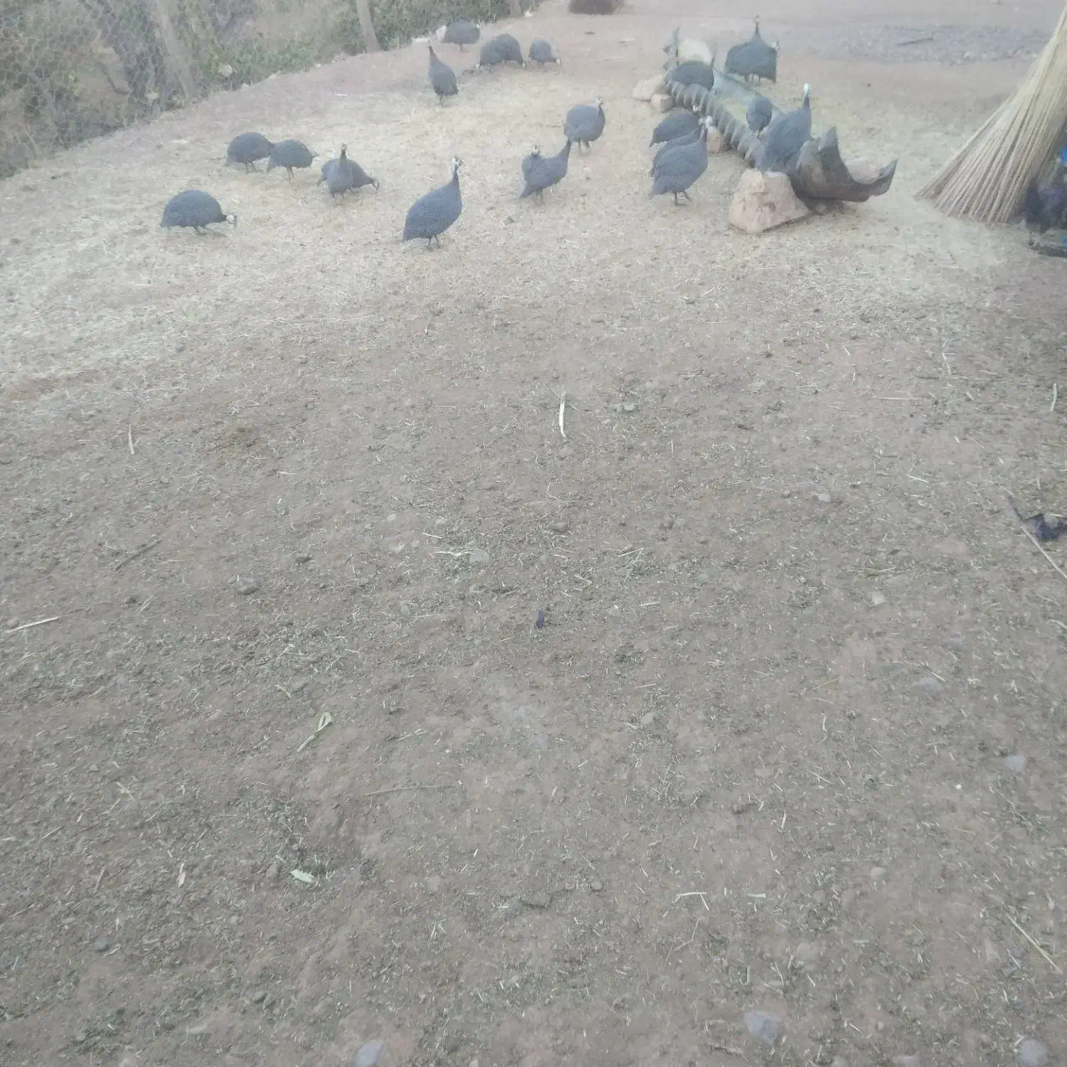 مرغ چینی|حیوانات مزرعه|کوهدشت, |دیوار