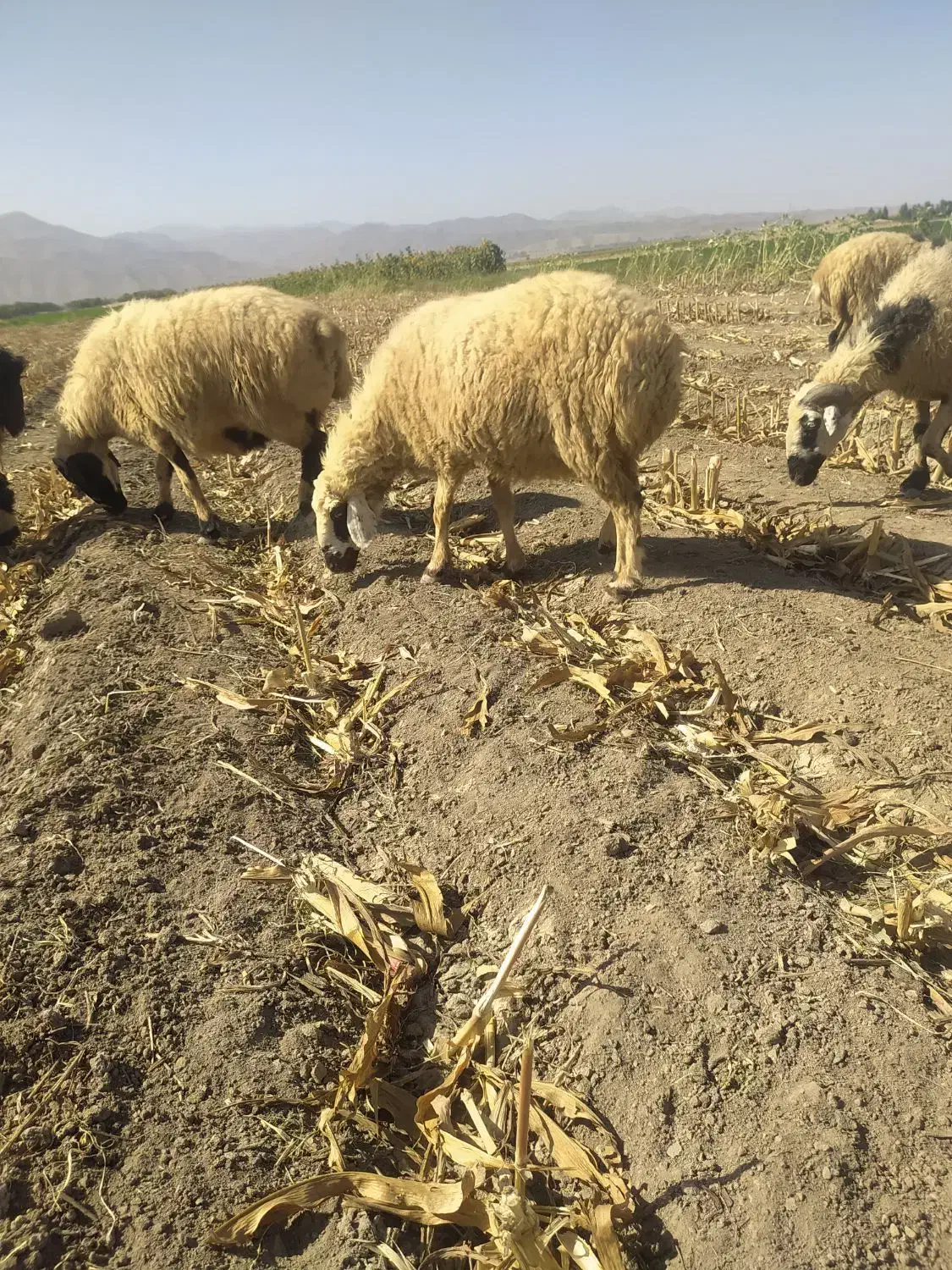 میش|حیوانات مزرعه|صوغان, |دیوار