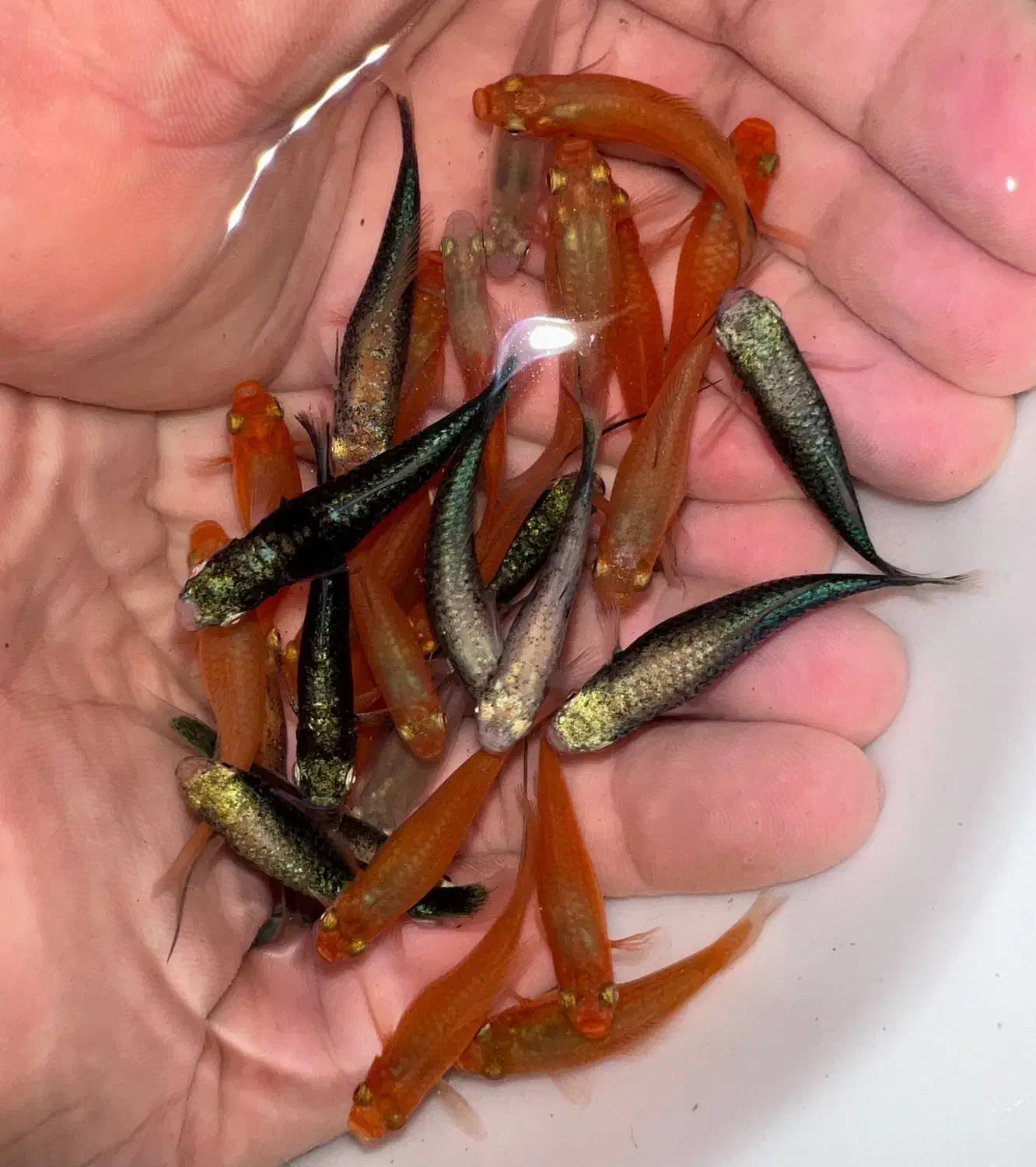 ماهی دم شمشیری مولد شکم پر|ماهی|مشهد, گوهرشاد|دیوار