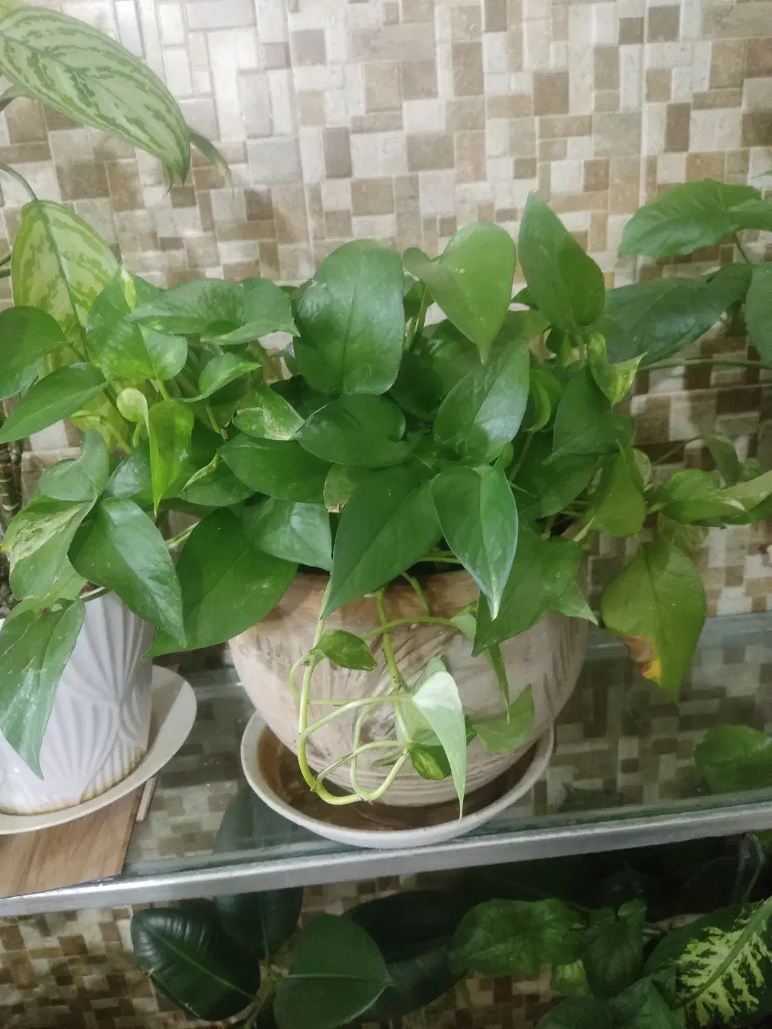 گل های اپارتمانی|گل و گیاه طبیعی|هرسین, |دیوار