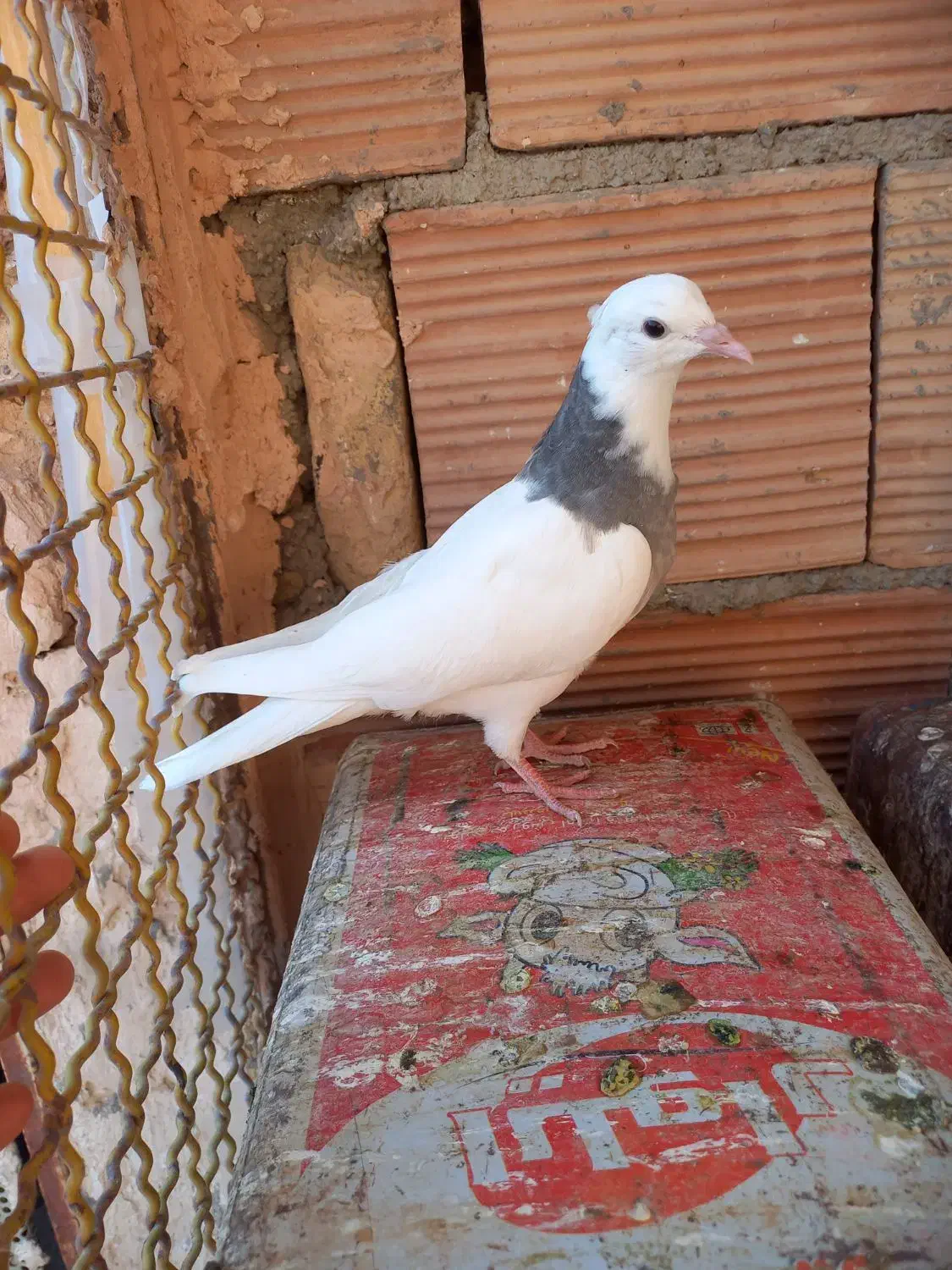 چهار تا کنه وطوقی جوجه|پرنده|سبزوار, بیهق شرقی|دیوار