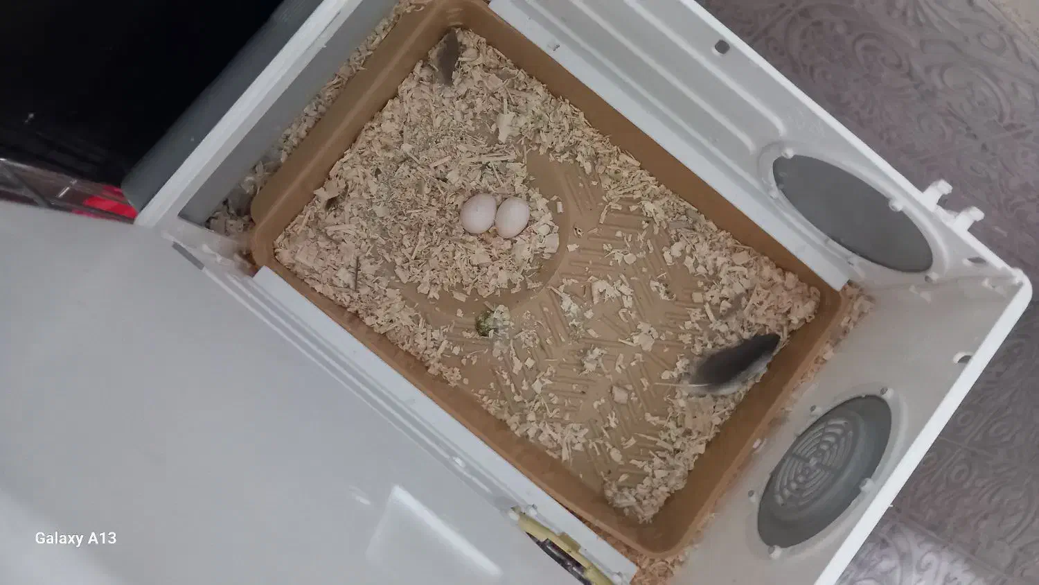 عروس هلندی|پرنده|پاکدشت, پاکدشت (مامازند)|دیوار