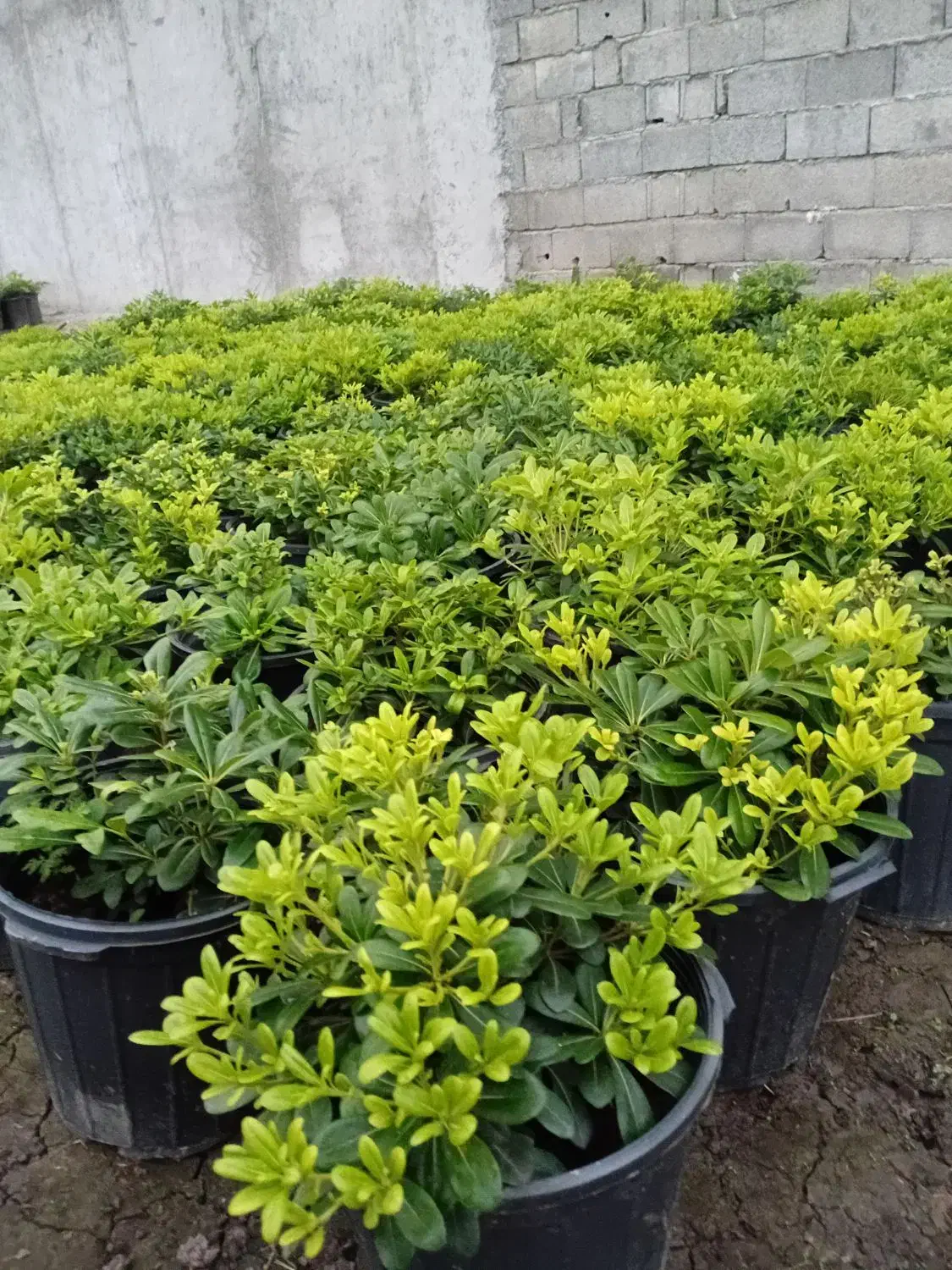 پیتوسبروم سطل ۱۰|گل و گیاه طبیعی|کلاچای, |دیوار