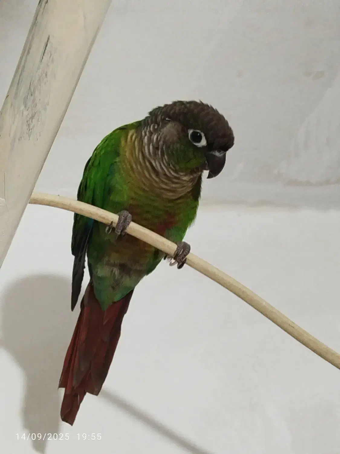 طوطی گرینچیگ|پرنده|دهگلان, |دیوار