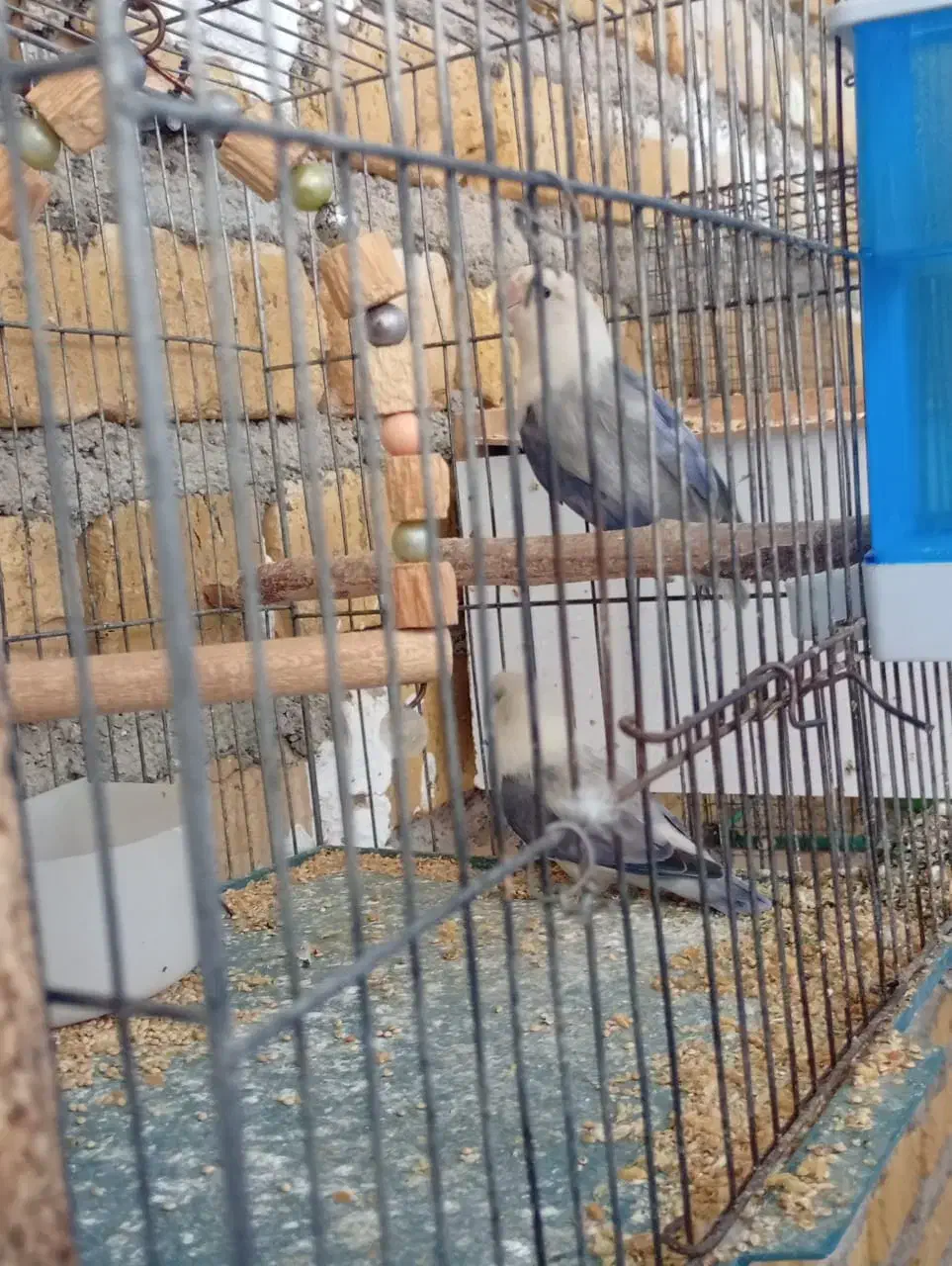 طوطی|پرنده|زرین دشت (فارس), |دیوار