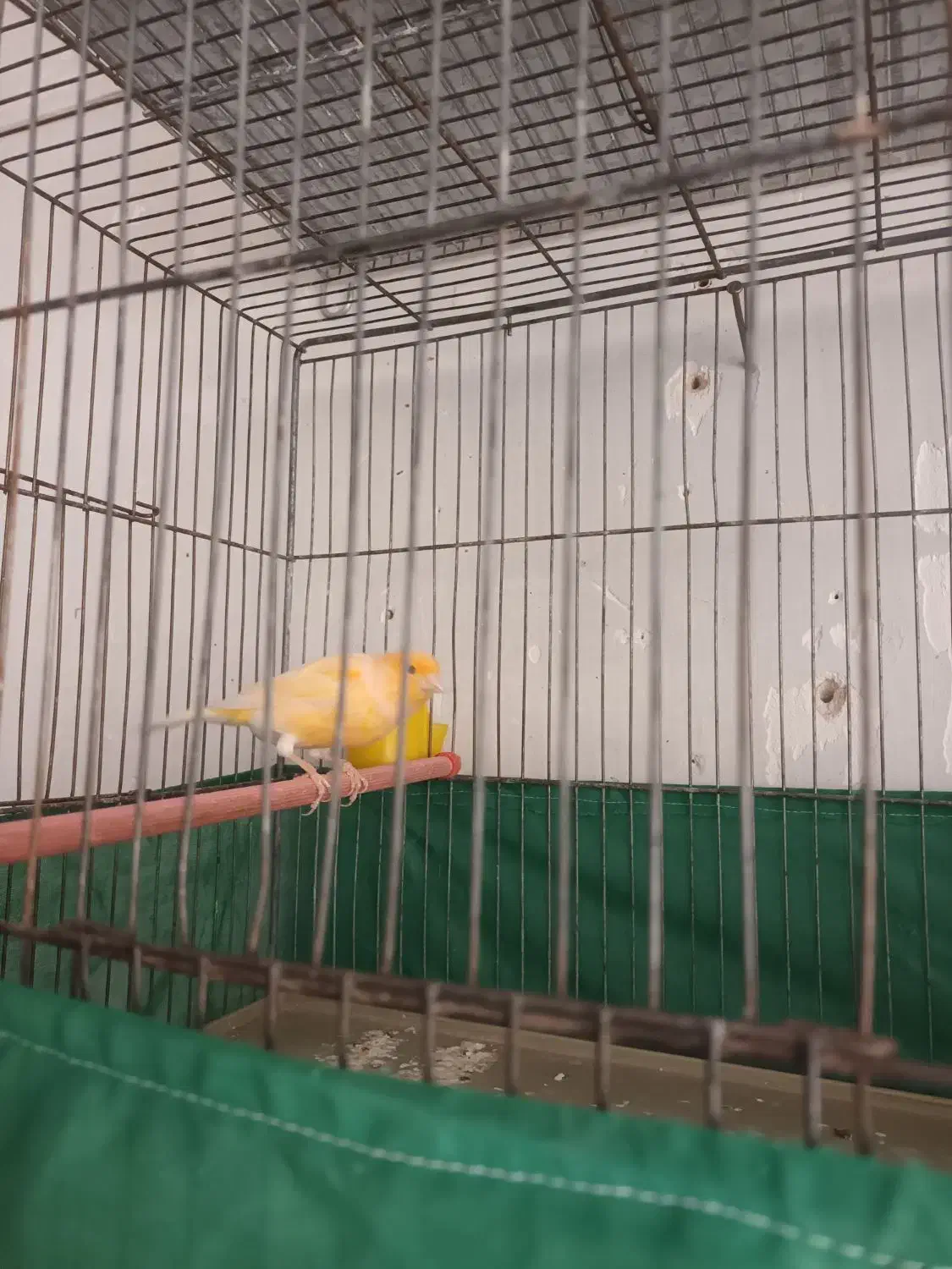 پرنده|پرنده|روانسر, |دیوار