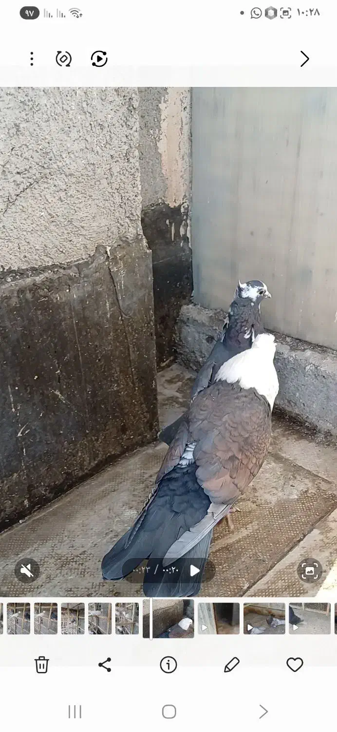 نروماده کراواتی کاکلی|پرنده|مشهد, گلبرگ|دیوار