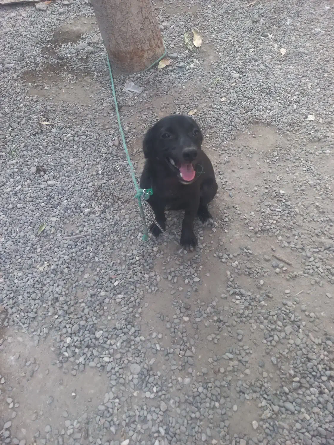 سگ پاکوتاه|سگ|بند زرک, |دیوار