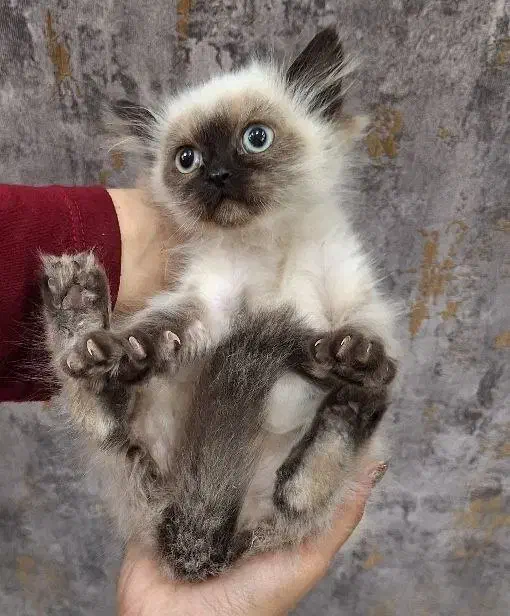 بچه گربه هیمالین|گربه|ارومیه, |دیوار