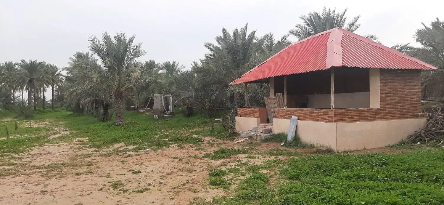 باغ نخل تفریحی روسای کدایی|فروش زمین و ملک کلنگی|ریگ, |دیوار