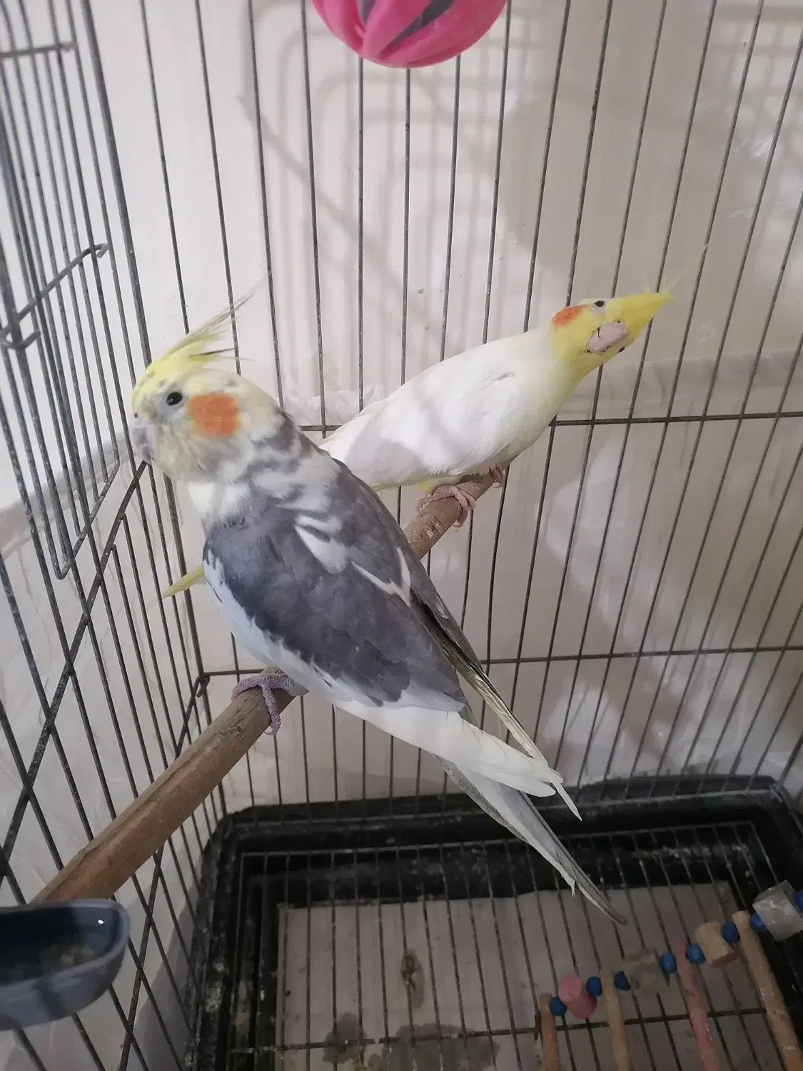 4 عدد عروس هلندی جوان و اهلی شده|پرنده|اندیشه, اندیشه فاز ۱|دیوار