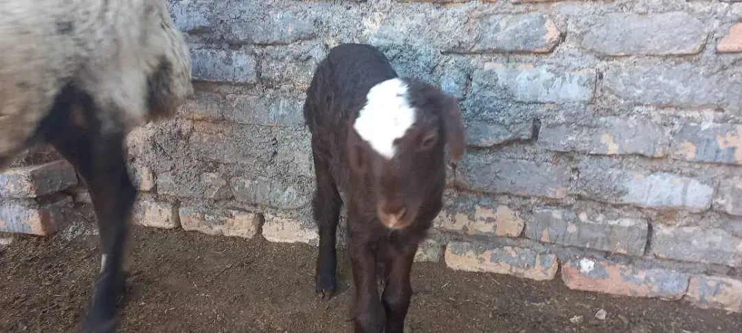 گوسفند با بره نر|حیوانات مزرعه|گمیشان, |دیوار