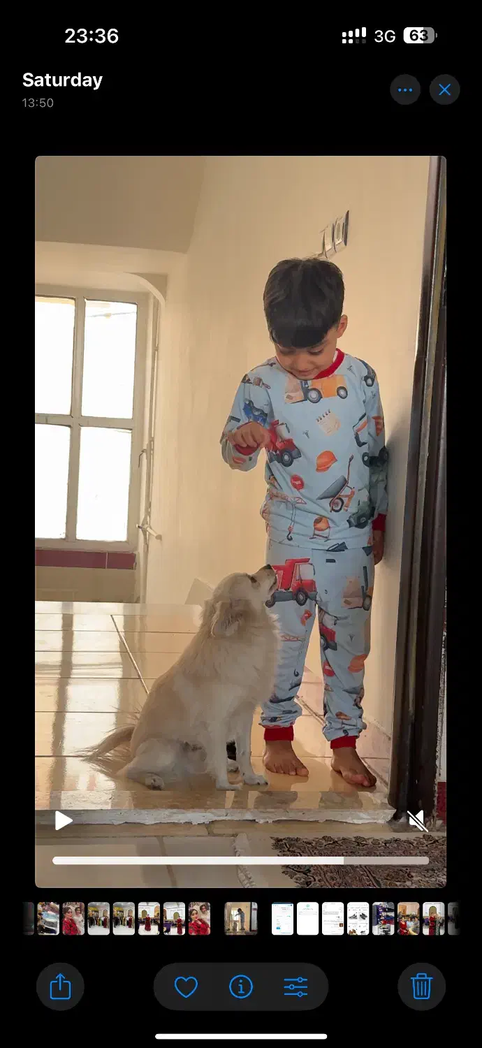 سگ خانگی|سگ|کرمانشاه, |دیوار